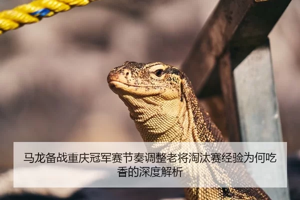 马龙备战重庆冠军赛节奏调整老将淘汰赛经验为何吃香的深度解析
